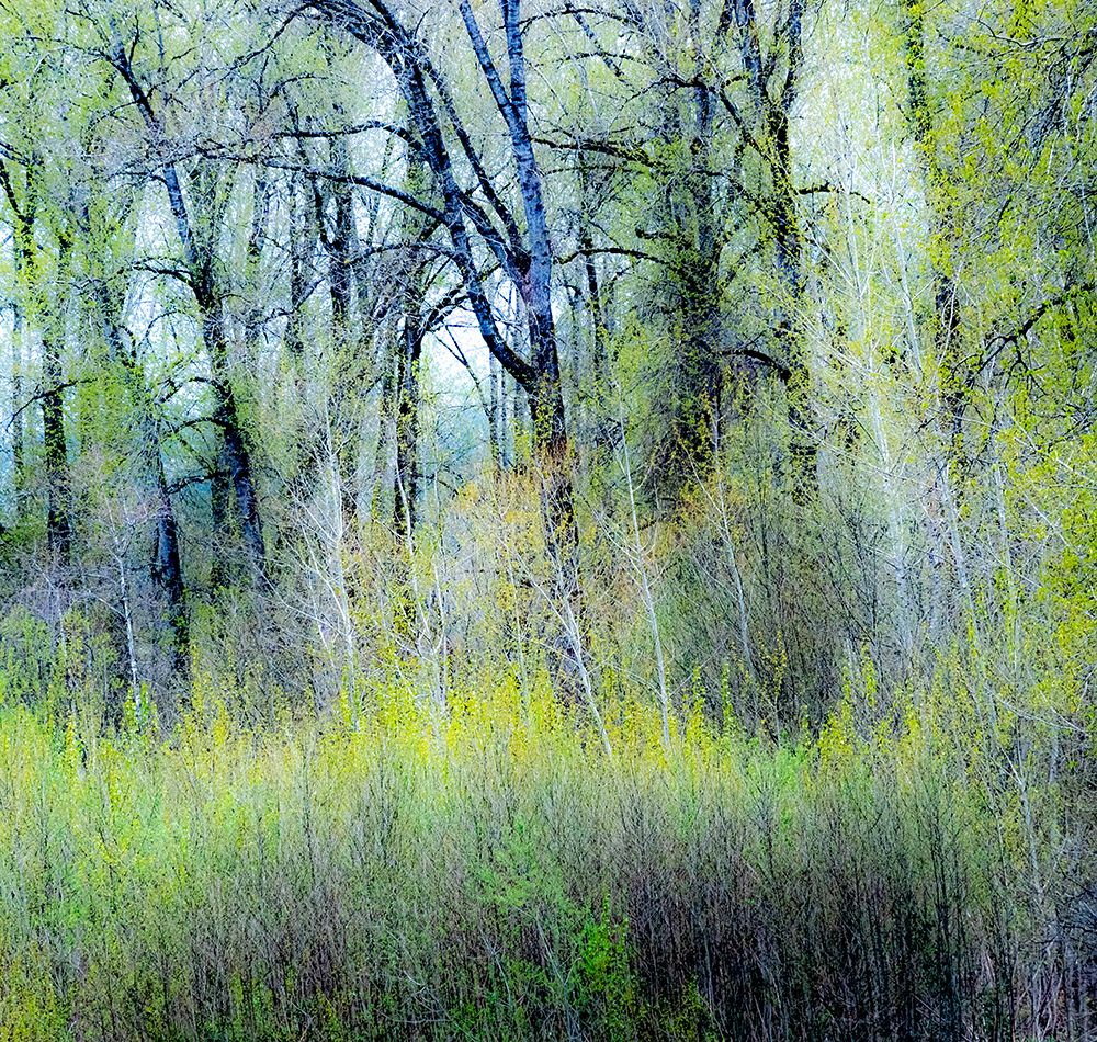 USA-Washington State-Fall City Cottonwoods just budding out in the spring
